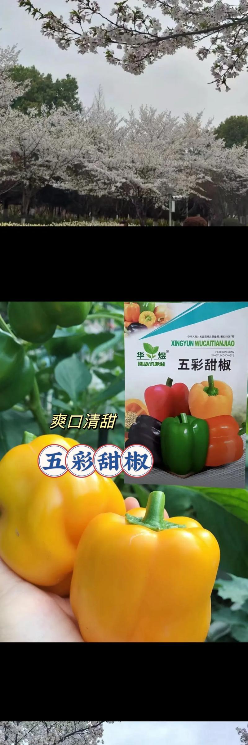 五彩椒植物花语是什么?五彩椒的花语有哪些含义?