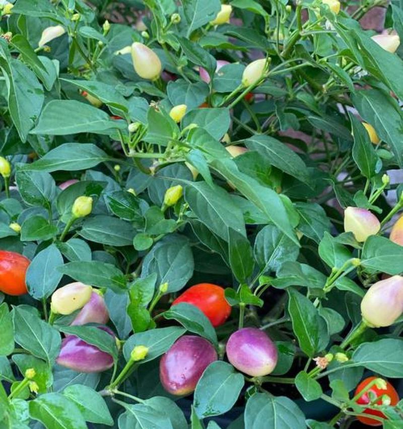 五彩椒植物花语是什么？五彩椒的花语有哪些含义？