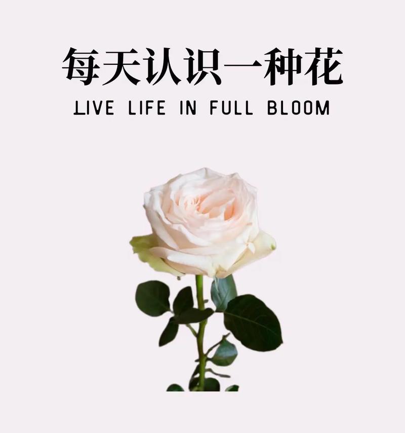 哪种花的花语代表误会的爱情？误会的爱情花语有何寓意？