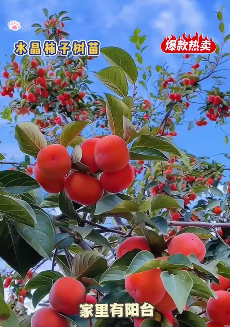 柿子树花语的意思和寓意是什么？