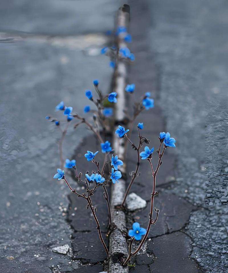 枯树和烟花的花语有何特别之处？它们代表了什么？