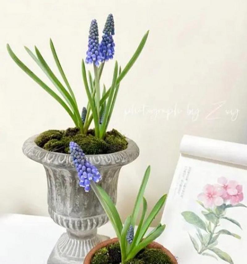 风信子不同颜色的花语分别是什么？