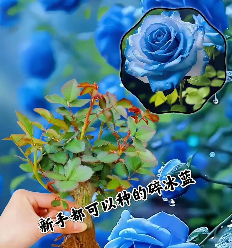 蓝色妖姬生死恋的花语含义是什么？