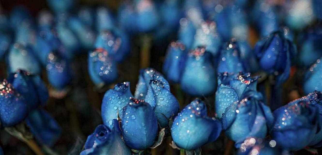 蓝色妖姬生死恋的花语含义是什么？