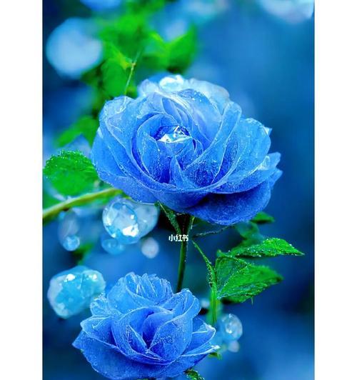 蓝色妖姬生死恋的花语含义是什么？
