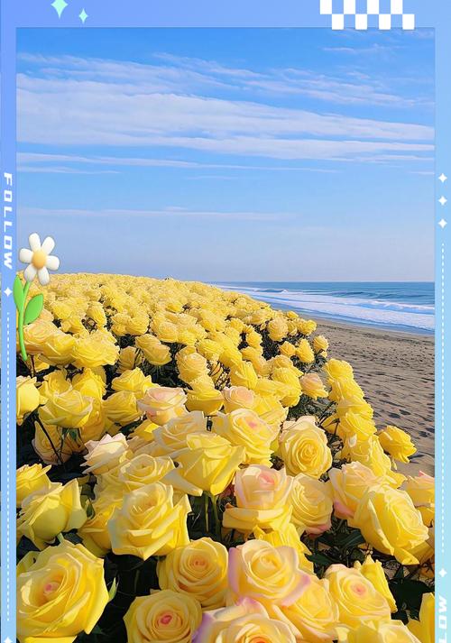 玫瑰般花语代表什么情感？