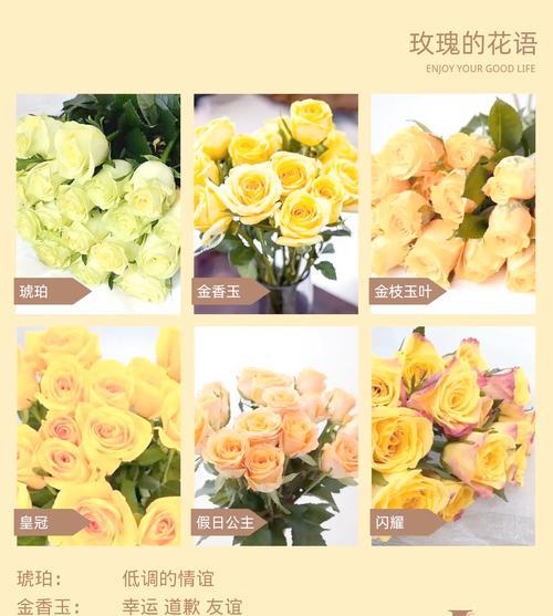 玫瑰般花语代表什么情感？