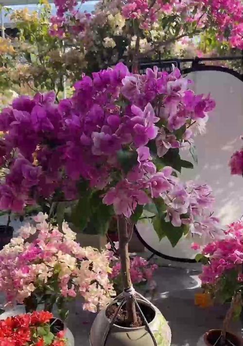 三角梅的开花季节是什么时候？如何促进其开花？