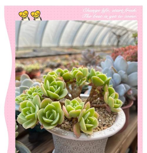 秋天多肉植物的浇水技巧和注意事项是什么？