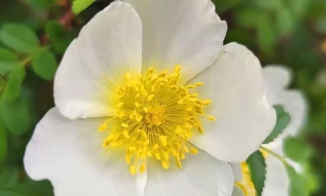 刺玫花的养护技巧是什么？刺玫花如何养好？