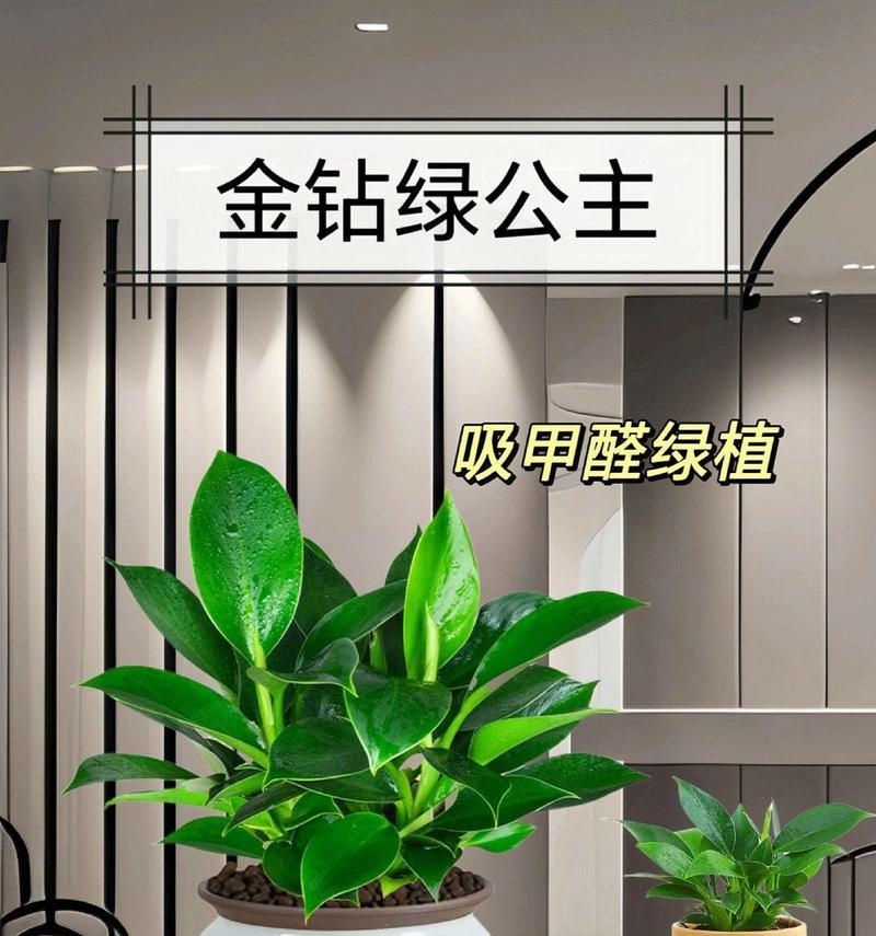 哪些绿植具有净化空气的效果？如何选择合适的绿植？