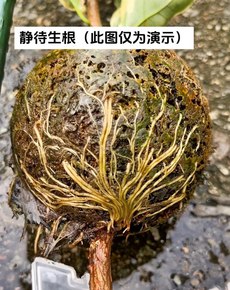 三角梅插枝繁殖的正确方法是什么？怎样提高存活率？
