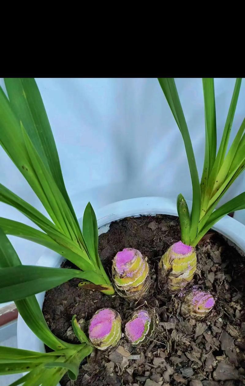 大惠兰花的养护技巧有哪些？