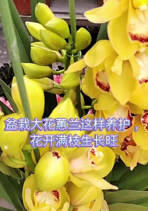 大惠兰花的养护技巧有哪些？