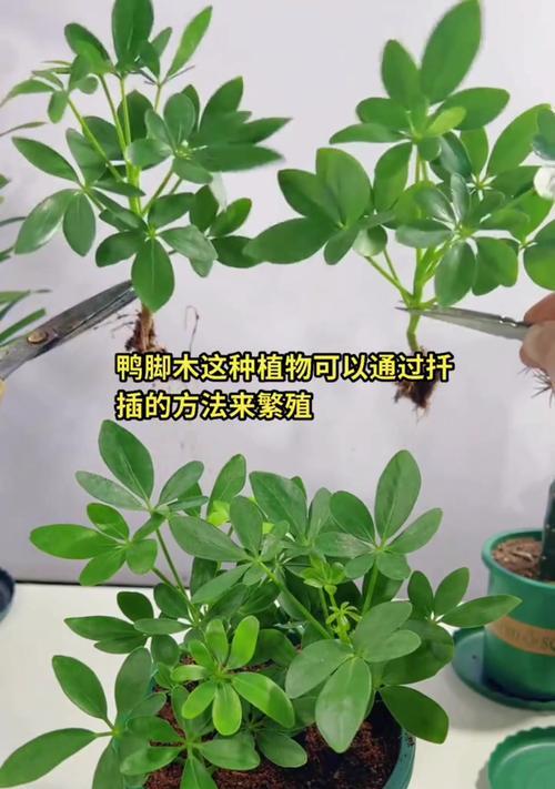 鸭脚木适合哪种土壤？如何为鸭脚木选择合适的土壤？