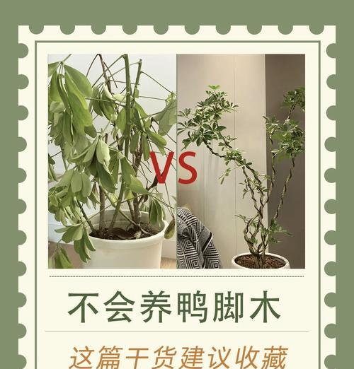 鸭脚木适合哪种土壤？如何为鸭脚木选择合适的土壤？