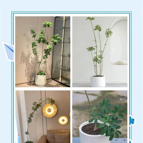 鸭脚木适合哪种土壤？如何为鸭脚木选择合适的土壤？