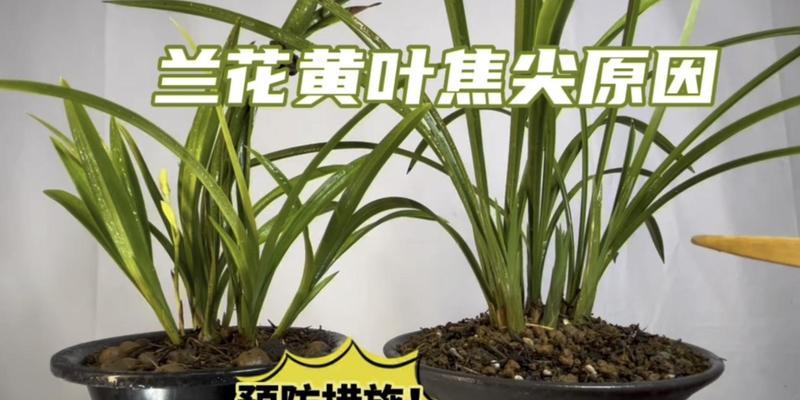 兰花黄叶的原因是什么?如何有效处理?