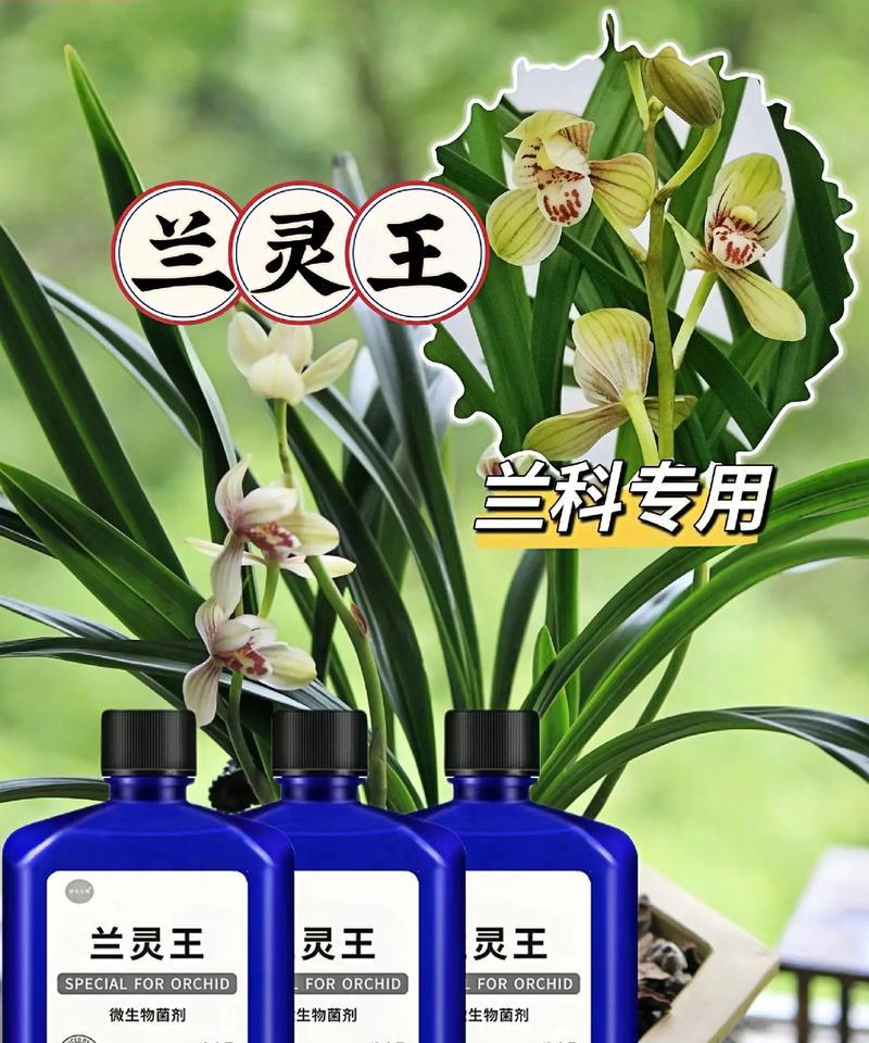 兰花黄叶的原因是什么？如何有效处理？