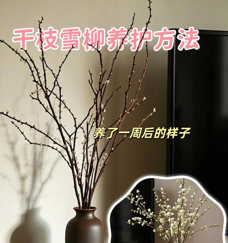 冬天花卉的养殖技巧有哪些？如何确保花卉在冬天的生长？