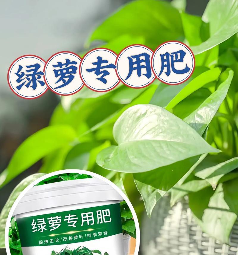 绿萝适合使用哪种肥料？如何正确施肥促进绿萝生长？