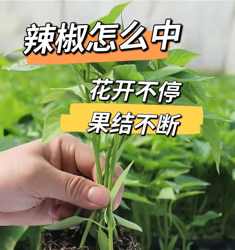串红的种植技巧和注意事项是什么？