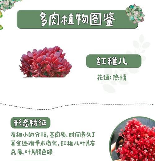 串红的种植技巧和注意事项是什么？