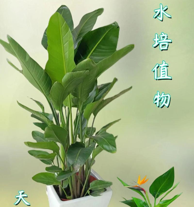 天堂鸟鹤望兰的养殖方法有哪些？