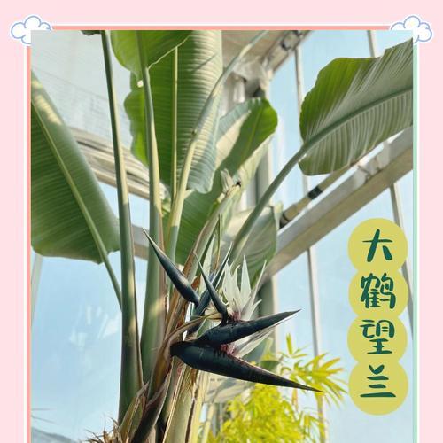 天堂鸟鹤望兰的养殖方法有哪些？
