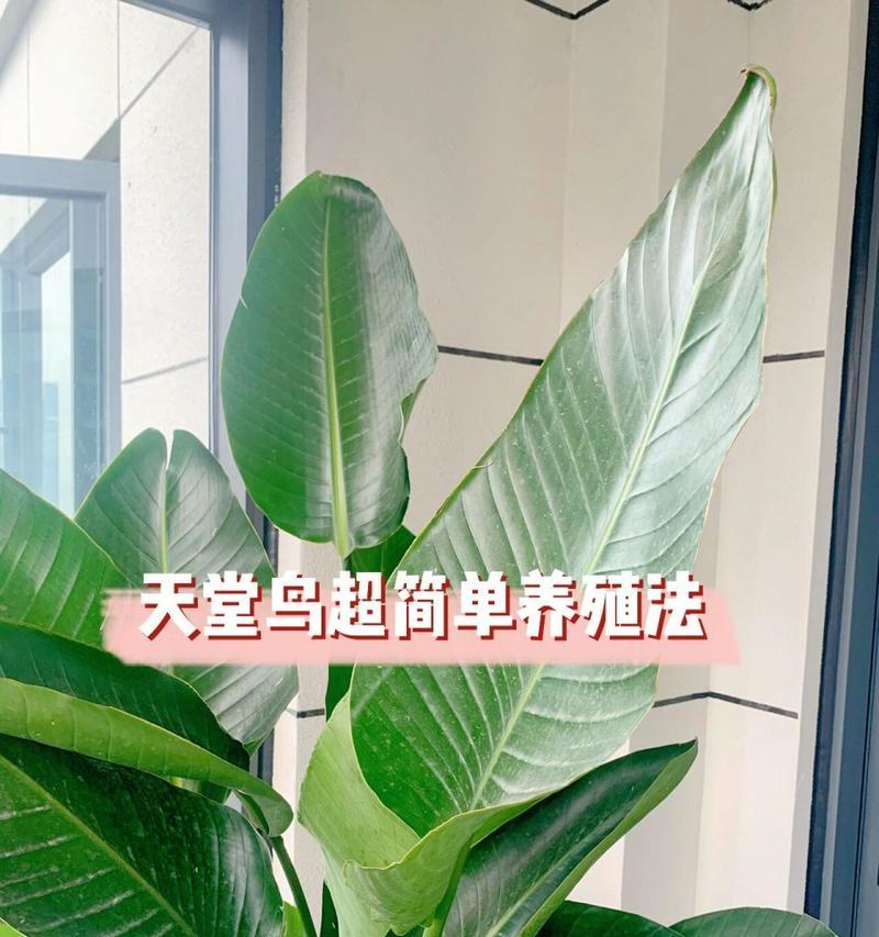 天堂鸟鹤望兰的养殖方法有哪些？