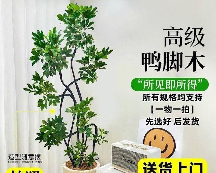 鹅掌柴叶子发黄的原因是什么？如何解决鹅掌柴叶子发黄的问题？