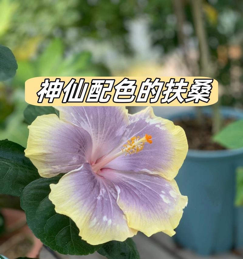 扶桑怎么繁殖？扶桑的繁殖方法有哪些？