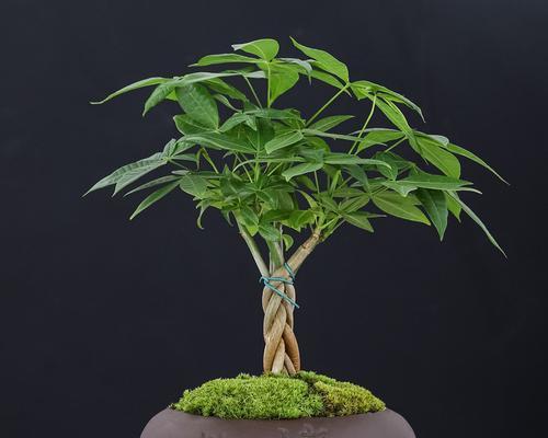 发财树可以盆栽多久？盆栽发财树的寿命有多长？