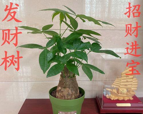 发财树可以盆栽多久？盆栽发财树的寿命有多长？