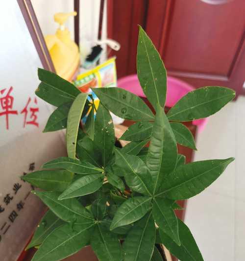 发财树可以盆栽多久？盆栽发财树的寿命有多长？