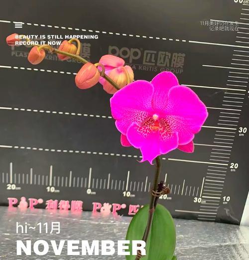蝴蝶兰肥料有哪些种类？如何正确使用？
