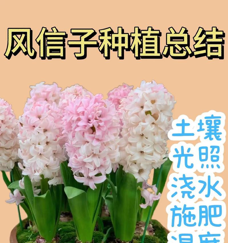 风信子有哪些颜色选择？哪种颜色最受欢迎？