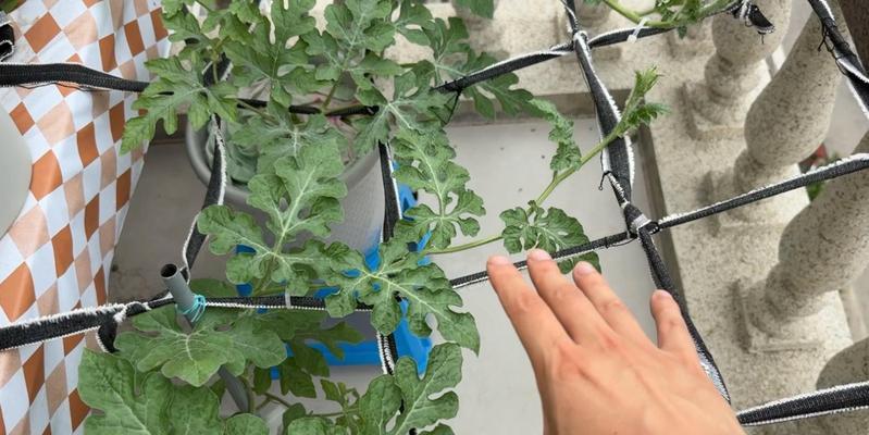 盆栽西瓜种植几颗最佳？怎样才能保证西瓜的品质和产量？