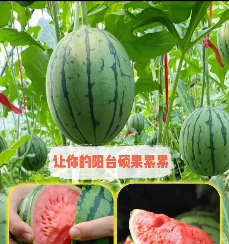 盆栽西瓜种植几颗最佳？怎样才能保证西瓜的品质和产量？