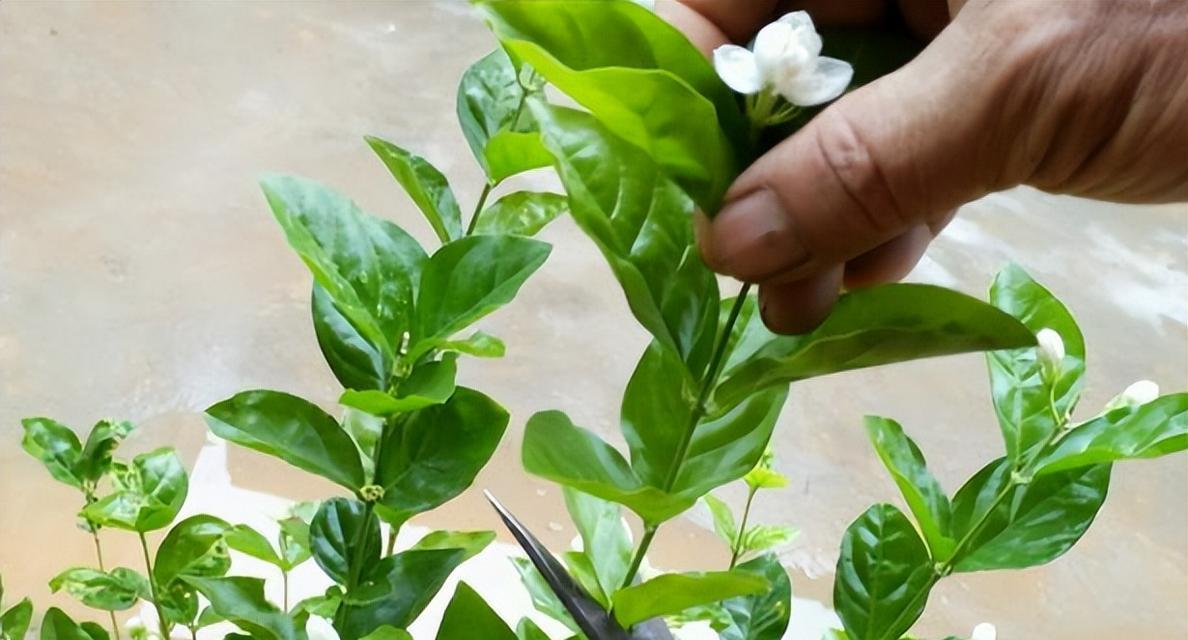 非洲茉莉的繁殖方法是什么？如何成功繁殖非洲茉莉？