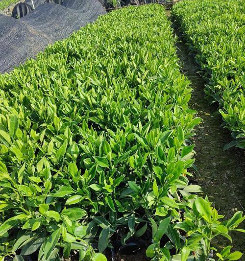 非洲茉莉的繁殖方法是什么？如何成功繁殖非洲茉莉？