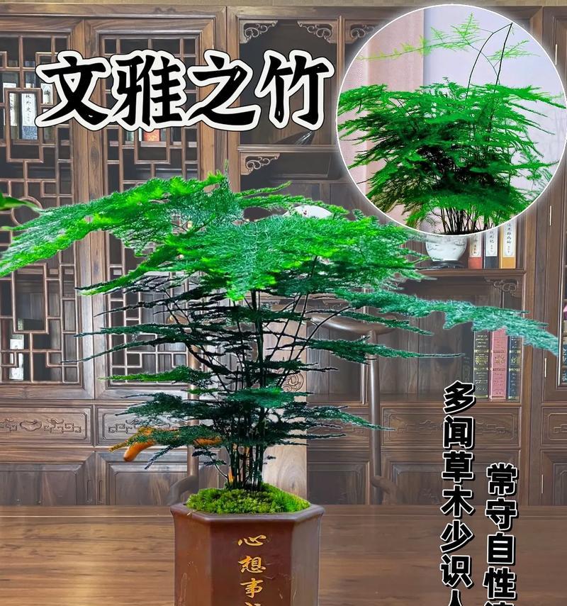 哪些绿植适合放在办公室？它们有哪些好处？