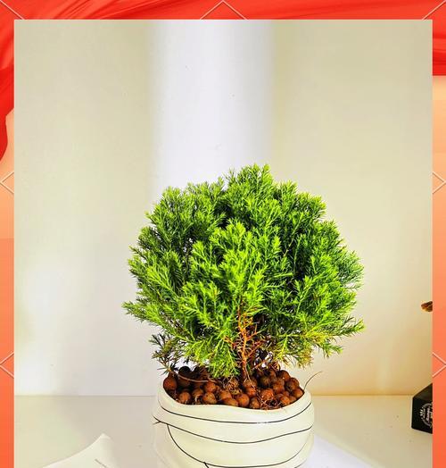 哪些绿植适合放在办公室？它们有哪些好处？