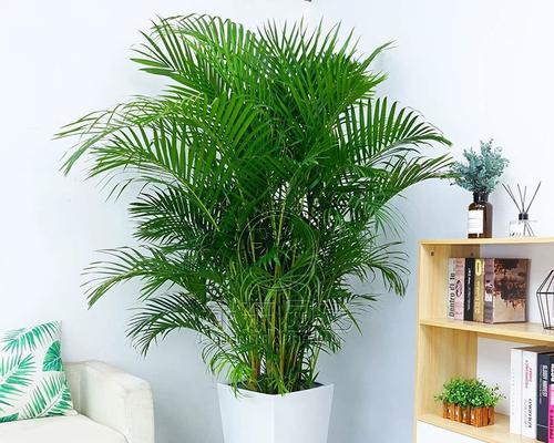 哪些绿植适合放在办公室？它们有哪些好处？