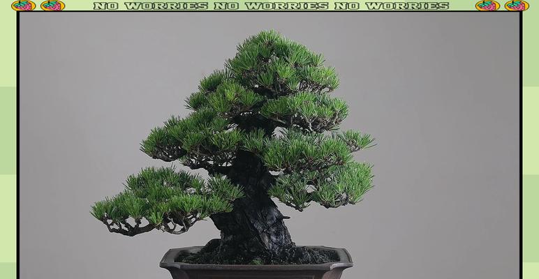 微型黑松盆景的养护要点是什么？如何处理常见问题？