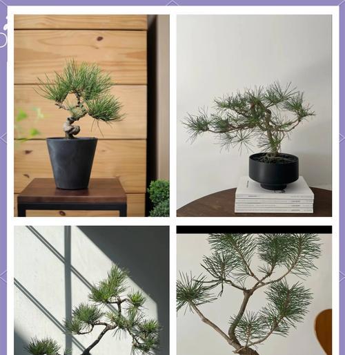 微型黑松盆景的养护要点是什么？如何处理常见问题？