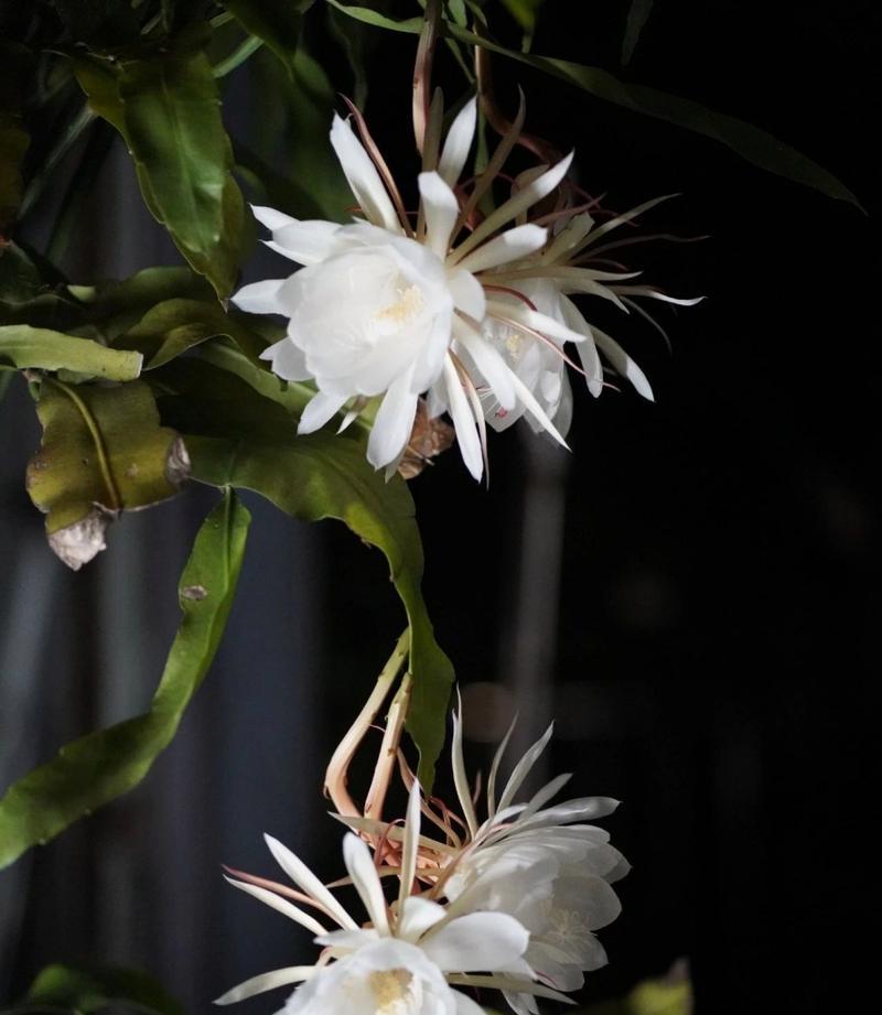 昙花是什么时候开？昙花的开花时间有什么特点？