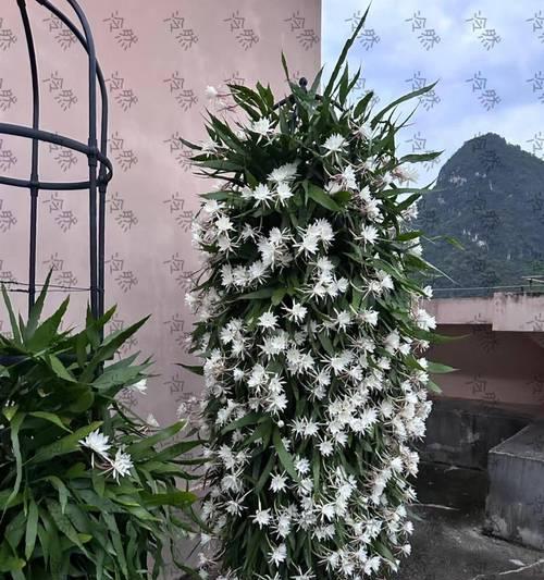 昙花是什么时候开？昙花的开花时间有什么特点？