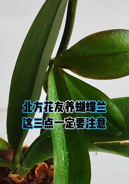 蝴蝶兰不开花的原因是什么？
