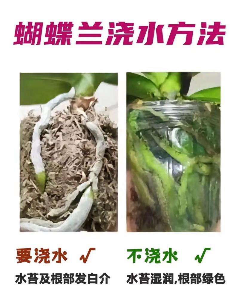 蝴蝶兰不开花的原因是什么？